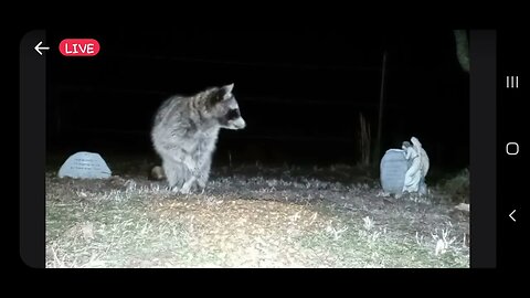 on cam now. #Critter #oklahoma #wildlifecamera