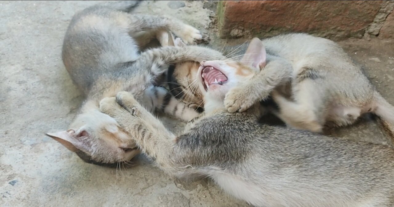 funny Kitten playing his siblings