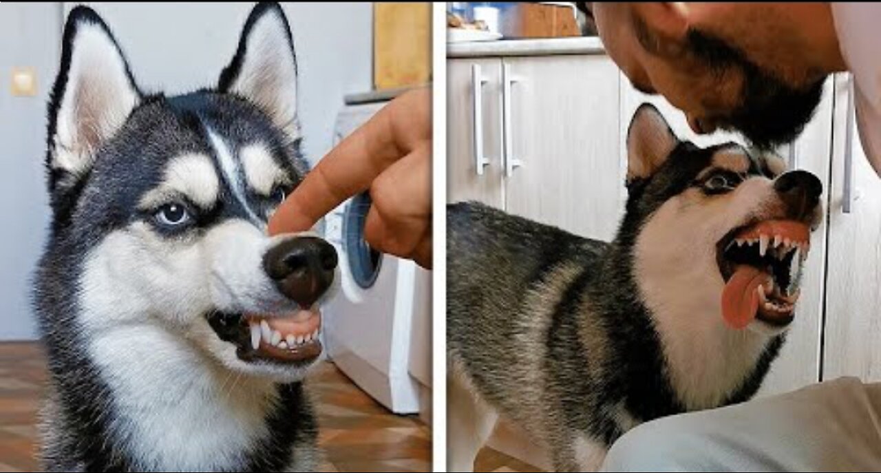 Why you Need A Husky In your Life proof Huskies Are the best Breed