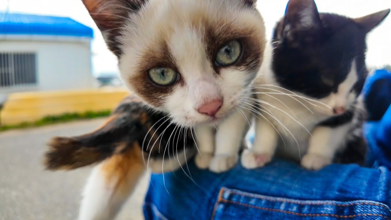 The cat family on Cat Island, the kitten that climbs on my lap is so cute