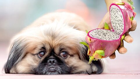 Funny Animals: The funniest, wackiest, and strangest animal moments! #3