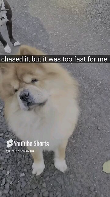 Diary of a happy dog 1 😁🤣