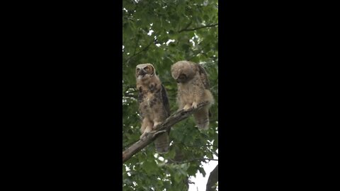 Great horned owls