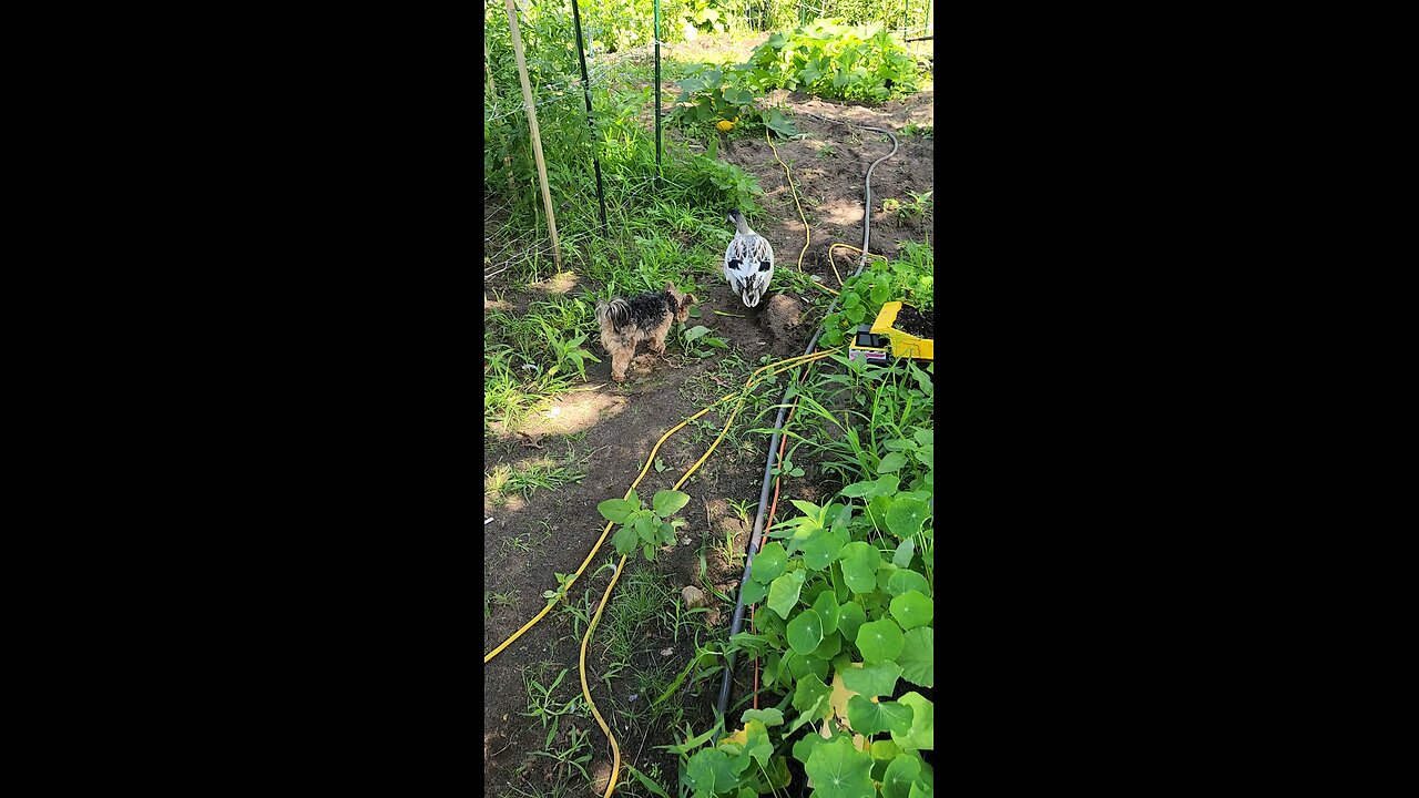 My ducks and Teacup Yorkie dog