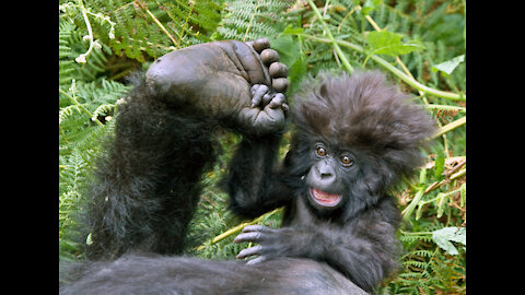 * GORILLA * | Animals For Kids