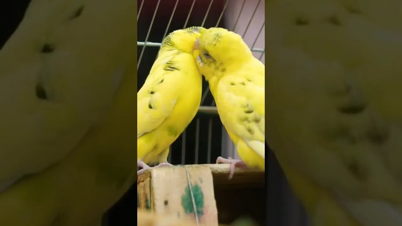 Waw So Cute Lovely Couple bride Birds 🦜🦃💞 Romantic mode #Shorts#Cutebirds#Youtubepets&_animals