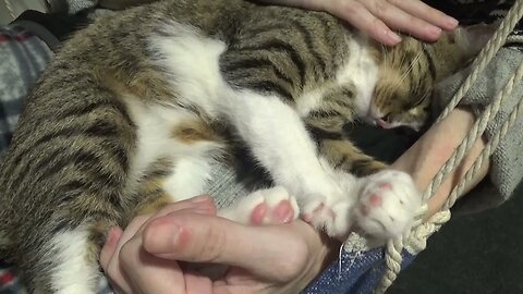 Happy Purring Cat Makes Biscuits
