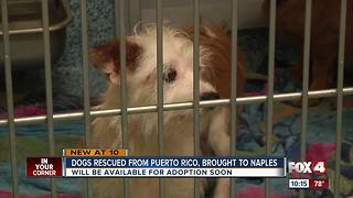 Rescue pups headed to Southwest Florida