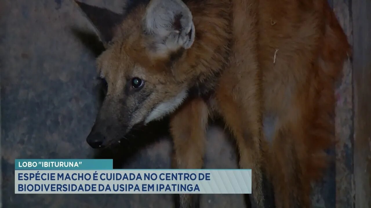 "Lobo Ibituruna": Espécie macho é cuidada no Centro de Biodiversidade da Usipa em Ipatinga.