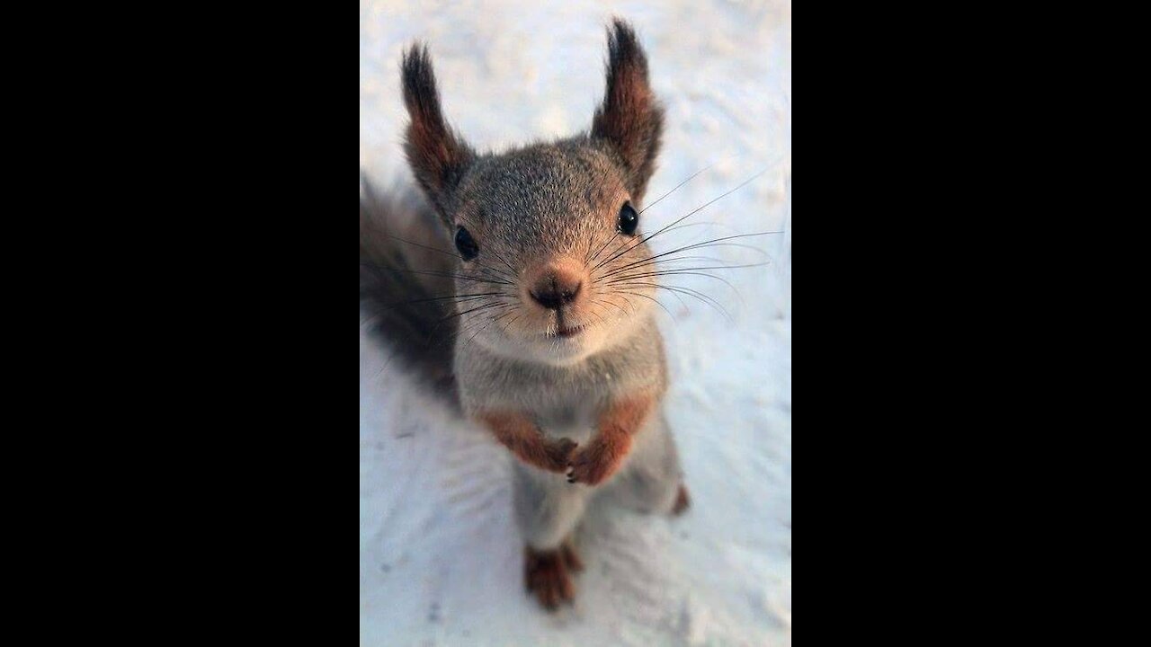 Chipmunk Gets Jealous When His Favorite Girl Talks To Other Chipmunks