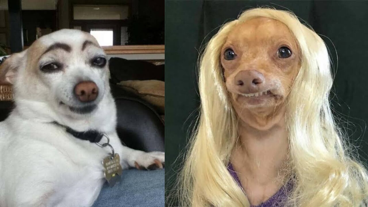 Funniest animal videos ever!