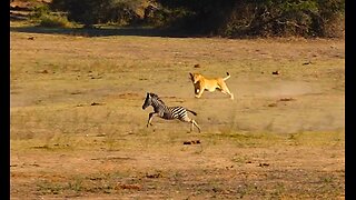 Baby zebra outsprints lion during hunt