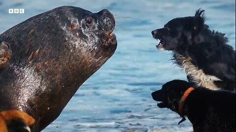 Mammals | How mammals behaves in wild | BBC 🌍🌎