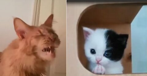 cute animals cute moment of the animals