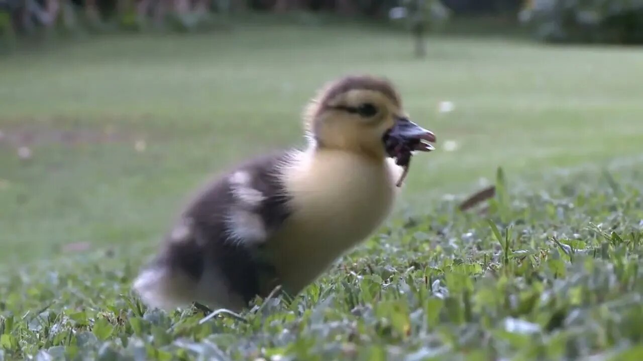 Duckling Feeding