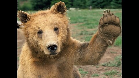 Canadian Bears