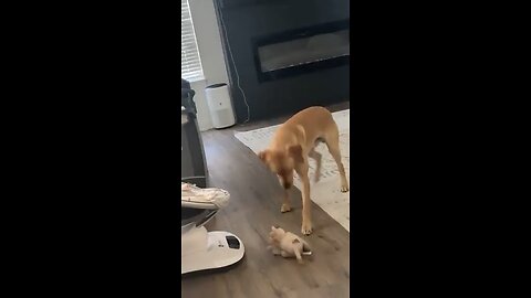 Doggy brings toys for the baby, but doesn’t understand the baby is too young to play with them