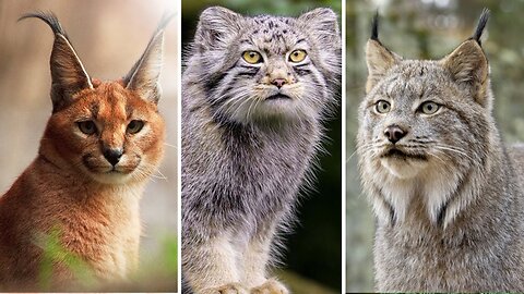 Top 10 Lesser Known Wild Cats In The World | Top 10 |