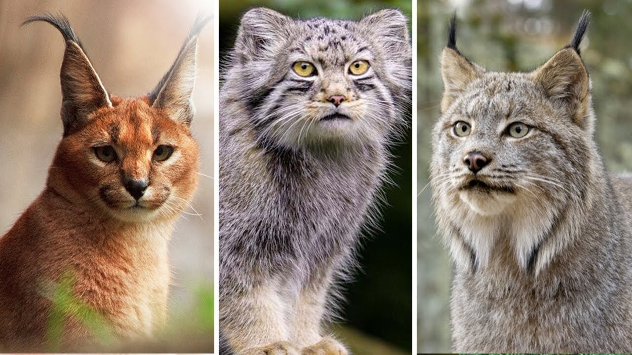 Top 10 Lesser Known Wild Cats In The World | Top 10 |