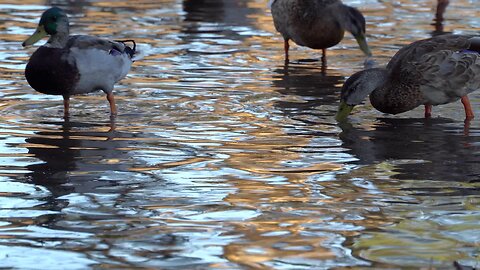 CatTV: bunch ducks going by shallow waters