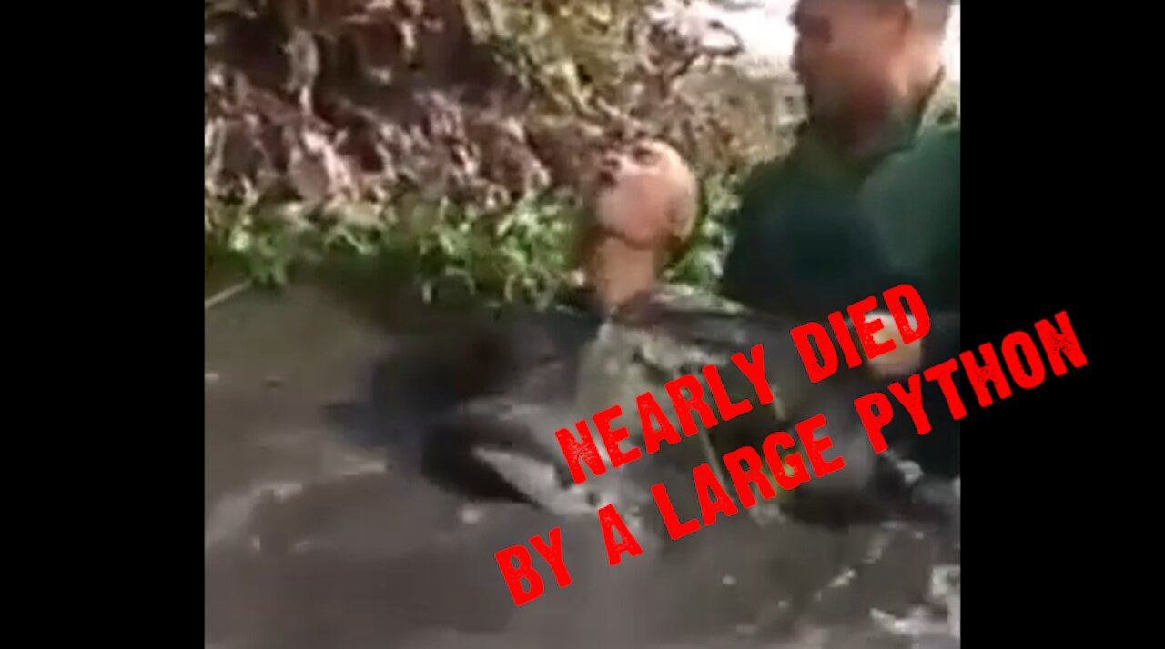 Horrible Moments of A Man Wrapped by Huge Python Snake in A Lake