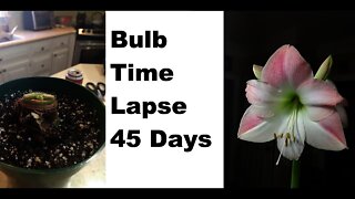 amaryllis flower bulb time lapse 45 days