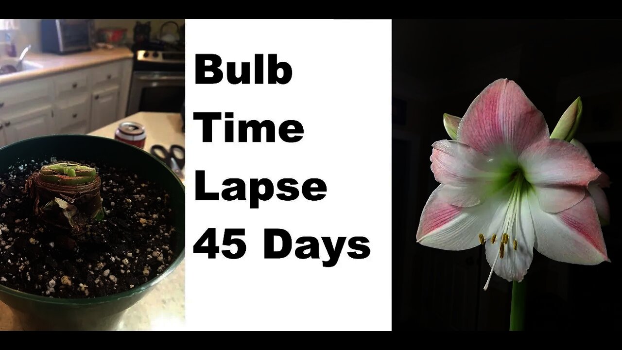 amaryllis flower bulb time lapse 45 days