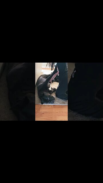 Is He Using His BALLS As a Pillow #shorts #funnydogs