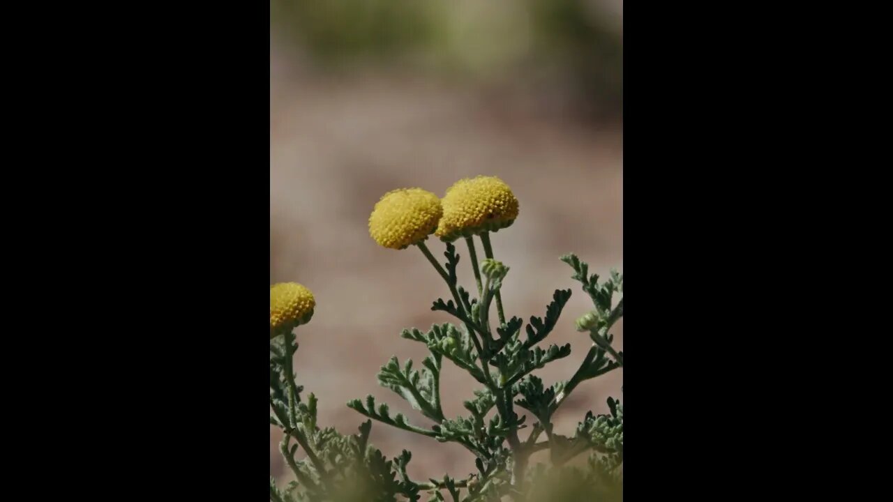 Nature's Miracle: Desert Flowers Bloom in Southern Namibia #hwa #wildlife #whynamibia