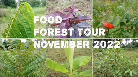 Our Food Forest Tour November 2022