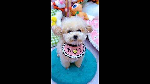 Bib for puppy