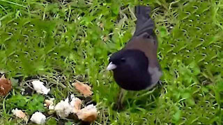 IECV NV #05 - 👀The Dark Eyed Junco's 1-2-2014