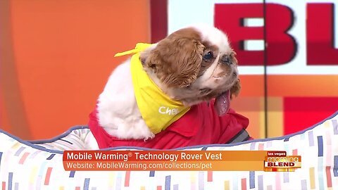 Pet Health, Wellness And Safety