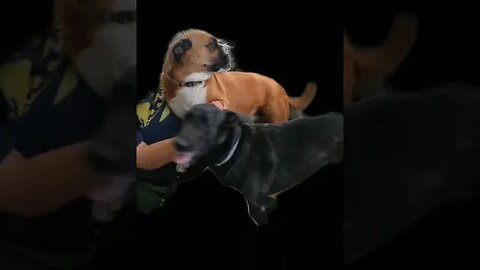 stumbled across this "effect" ..Scoot gettin mad love !!! ❤ 🐶🐕😊❤🌈😇