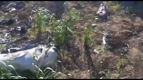 A downed Ukrainian Su-25 near Donbass