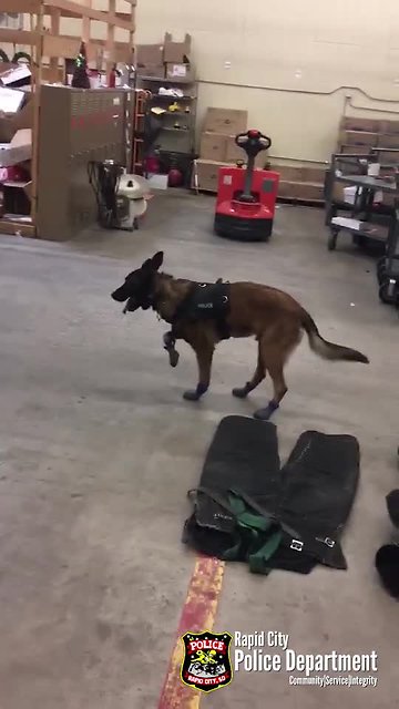 South Dakota police dog not a fan of new snow boots