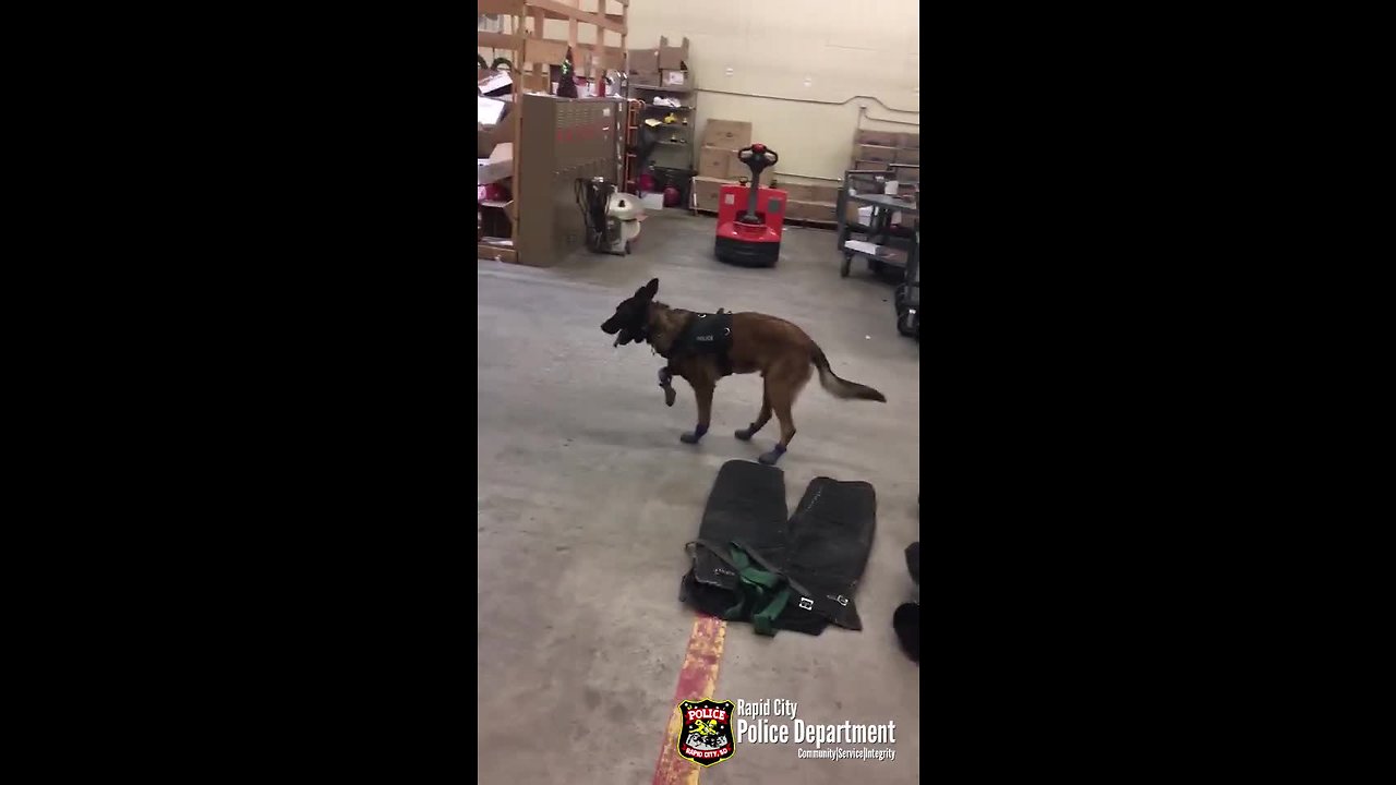 South Dakota police dog not a fan of new snow boots