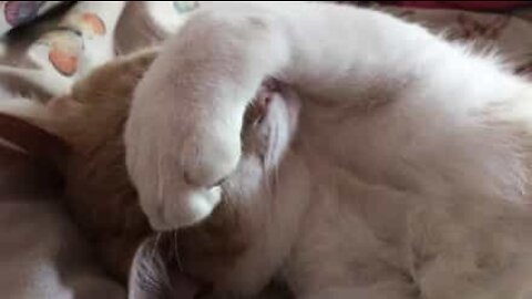 Tricky cat tries to steal owner's lunch