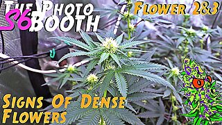The Photo Booth S6 Ep. 10 | Flower 1 & 2 | Signs Of Dense Flowers