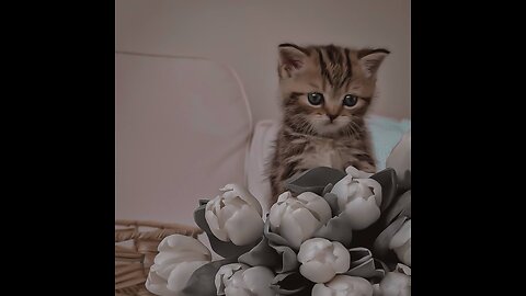 Cat bouquet😺💐