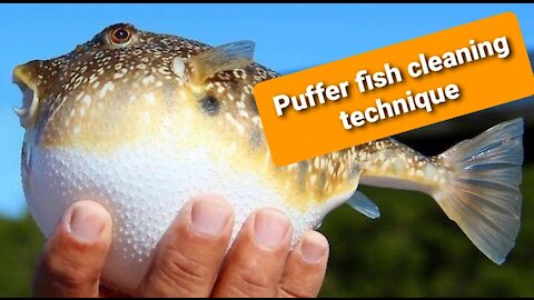 New technique puffer fish cleaning
