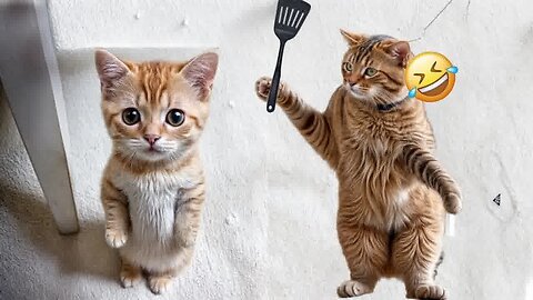 Try not to lough funny cats and dogs videos 2024🤣 new funny animal video part 3
