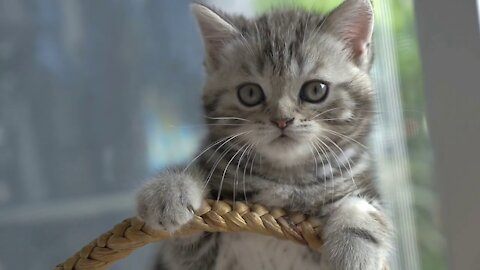 👯😺Wanna make some awesome videos ? 👯😺Try these CUTE CAT STOCK FOOTAGES👯😺