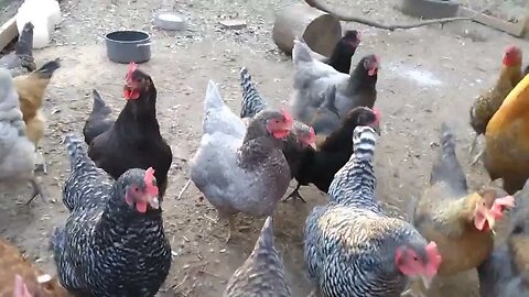 Chickens tested for their loyalty.