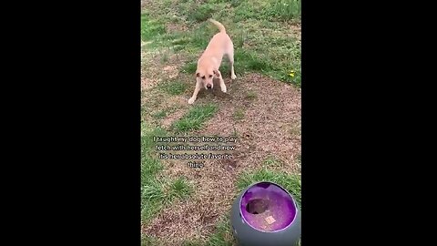 Doggo is gonna lift off with that tail wag