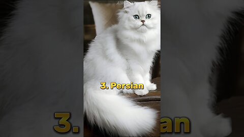 Top 10 Most Beautiful Cat Breeds In The World 😍
