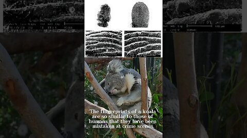 Any thoughts?... #didyouknow #foryou #foryoupage #funfacts #didyouknowfacts #koala #fingerprint