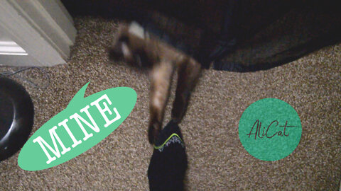 Crazy cat steals my sock