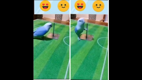 Parrot can talk as well as dance.