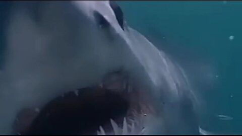 that's a lot of teeth!!!